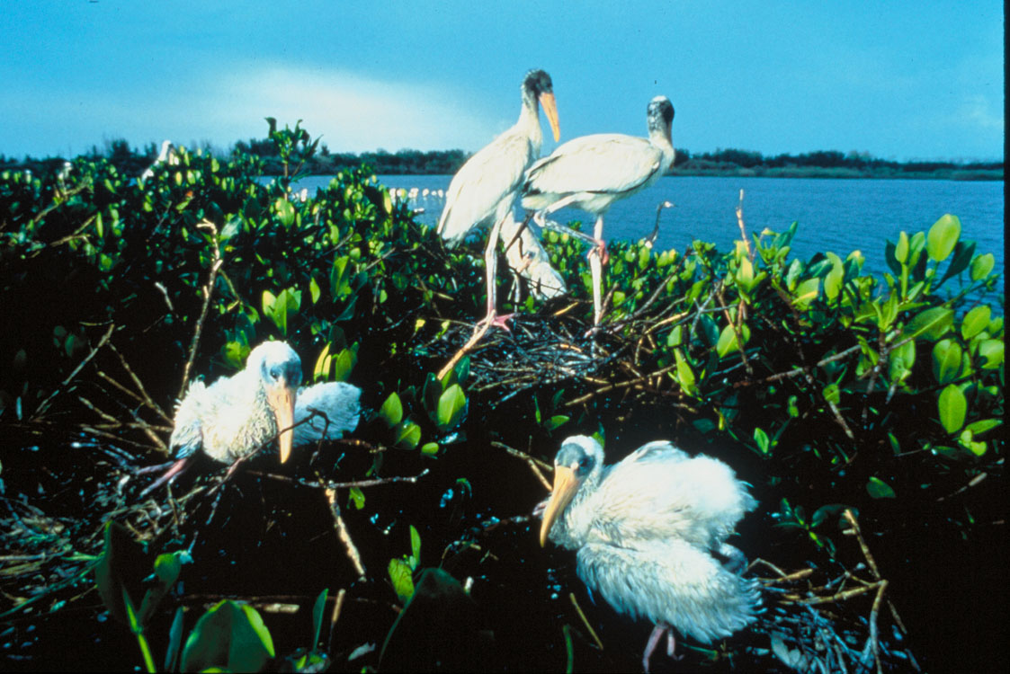 Wood storks and chicks on nest